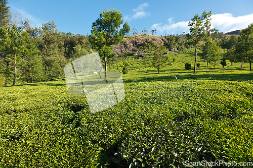 Image of Tea plantations