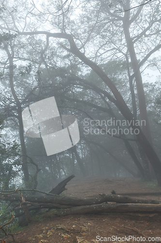 Image of Misty scary forest in fog