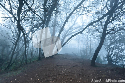 Image of Misty scary forest in fog