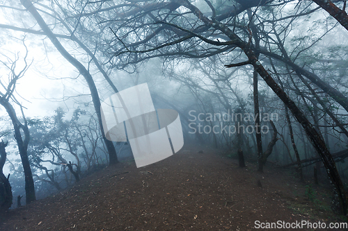 Image of Misty scary forest in fog
