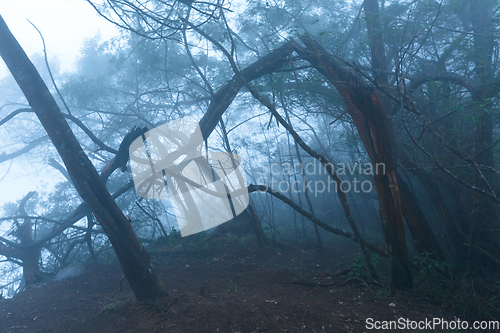 Image of Misty scary forest in fog