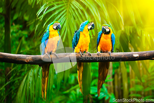 Image of Blue-and-Yellow Macaw