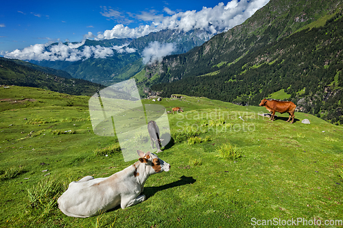 Image of Cows grazing in Himalayas