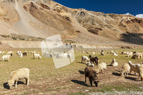 Image of Herd of Pashmina sheep and goats in Himalayas. Himachal Pradesh,