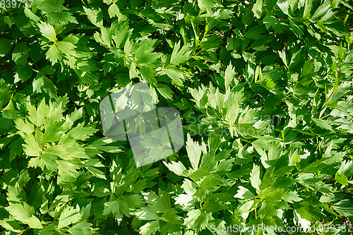 Image of green lovage plant