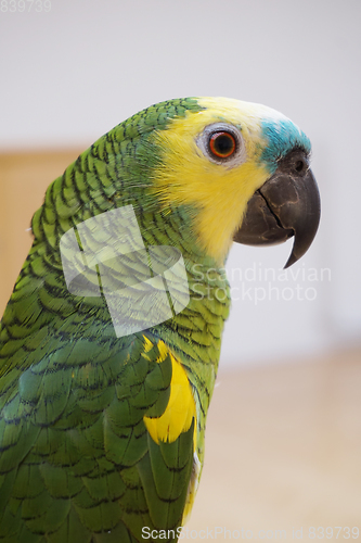 Image of green parrot isolated