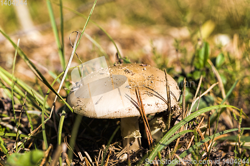 Image of wild mushrooms