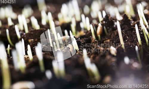 Image of young plants.