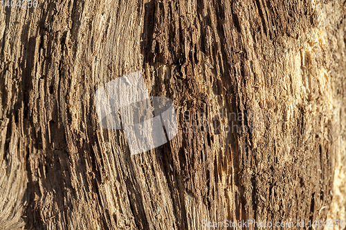 Image of Old logs, close-up