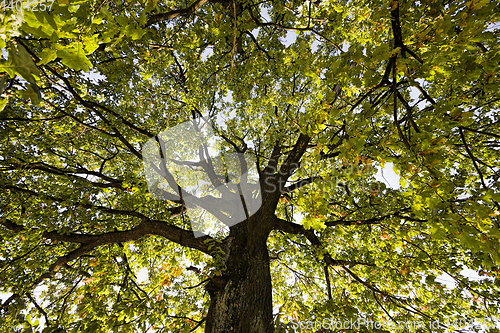 Image of trees with colorful leaves