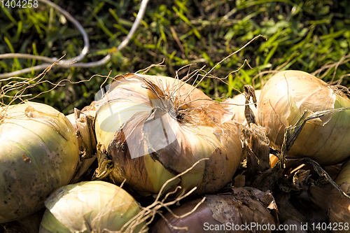 Image of onion harvest