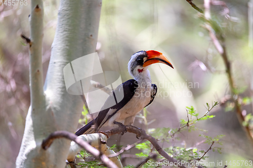 Image of bird Von der Decken\'s Hornbill, Ethiopia wildlife