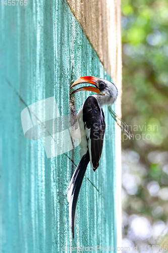 Image of bird Von der Decken\'s Hornbill, Ethiopia wildlife