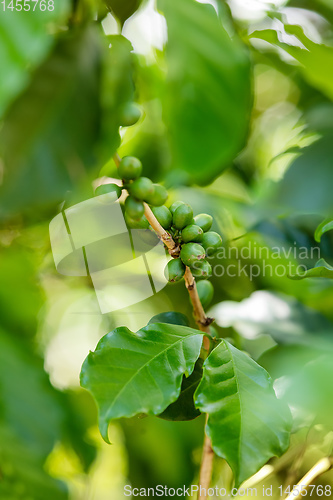 Image of coffee cherries on the branch, Ethiopia