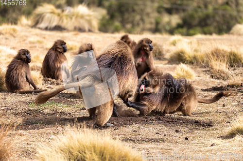 Image of endemic Gelada in Simien mountain, Etiopia