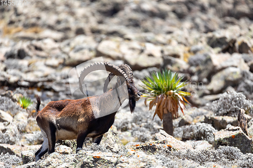 Image of rare Walia ibex in Simien, Ethiopia wildlife