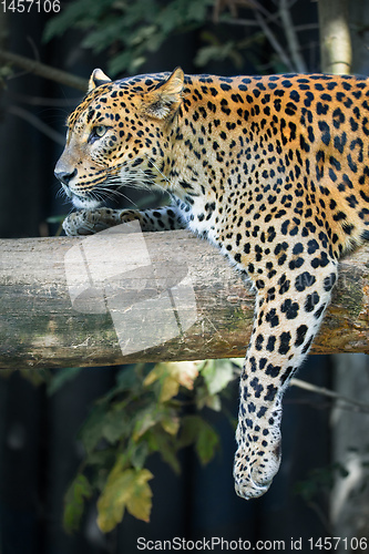 Image of Sri Lanka Ceylon Leopard, Panthera pardus kotiya