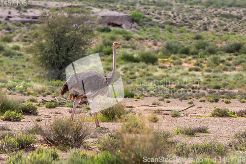 Image of Ostrich, in Kalahari,South Africa wildlife safari