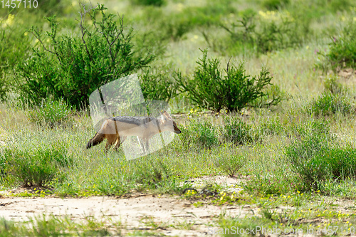 Image of black-backed jackal South Africa, safari wildlife