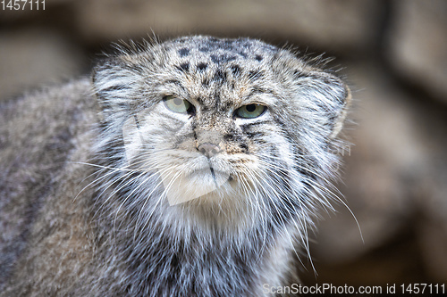 Image of Pallas\'s cat, Otocolobus manul