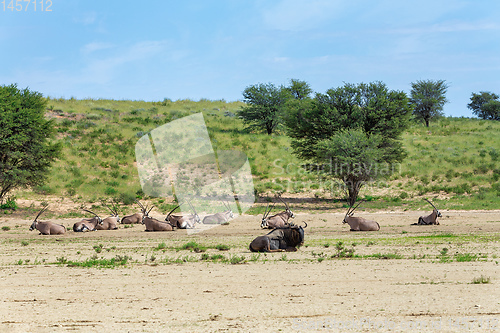 Image of Gemsbok baby, Oryx gazella in Kalahari