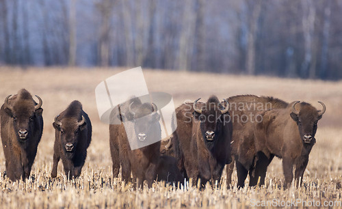 Image of European bison grazing in sunny day