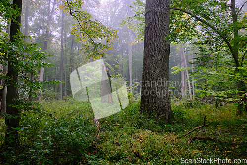 Image of Misty morning in autumnal forest