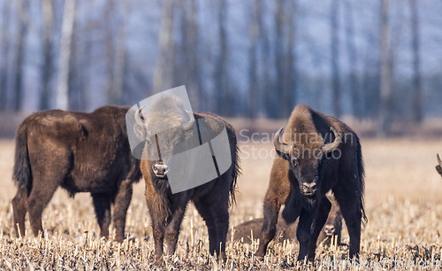 Image of European bison grazing in sunny day