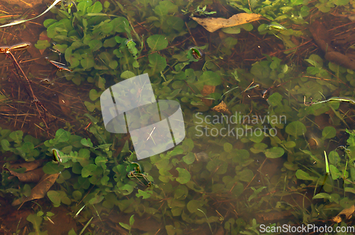 Image of leaves under water