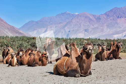 Image of Camels in Nubra vally, Ladakh