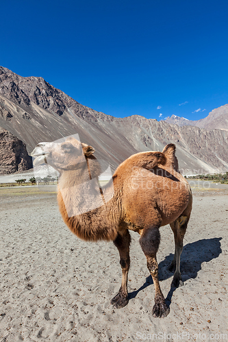 Image of Camel in Nubra vally, Ladakh