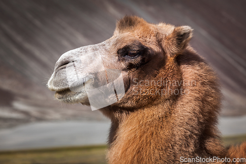 Image of Camel in Nubra vally, Ladakh