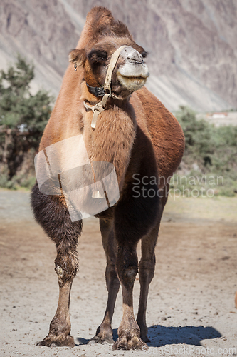 Image of Camel in Nubra vally, Ladakh