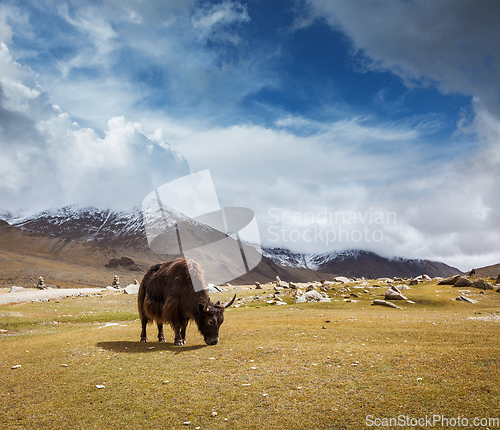 Image of Yak grazing in Himalayas