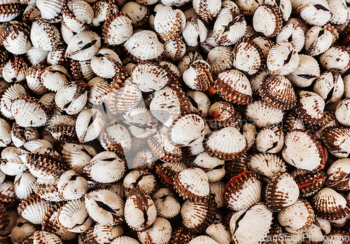 Image of Scallops close up