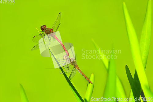 Image of two dragonflies sit on the green leaves