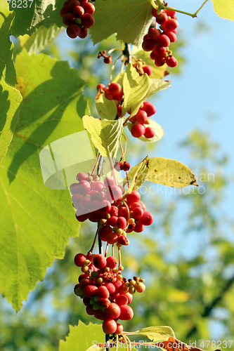 Image of branches of red ripe schisandra 