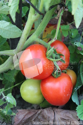 Image of red tomatos in the bush