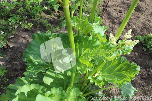 Image of big leaves of rhubarb