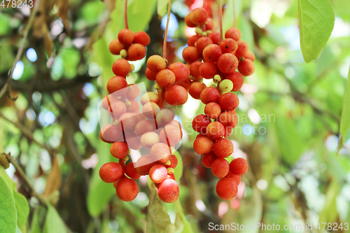 Image of branch of red ripe schisandra 