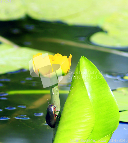 Image of Dytiscidae on the flower of yellow Nuphar lutea