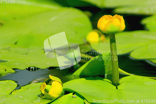 Image of yellow flowers of Nuphar lutea