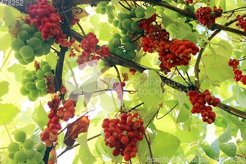 Image of branches of red ripe schisandra 