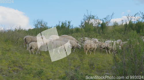 Image of Group of sheep gazing, walking and resting on a green pasture in Altai mountains. Siberia, Russia