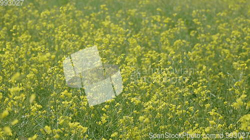 Image of Flowering field of yellow canola in the wind