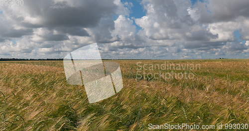 Image of landscape of wheat field at harvest