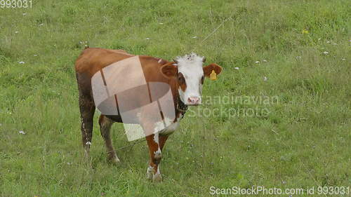 Image of Young bull-calve grazes on the green field slow motion