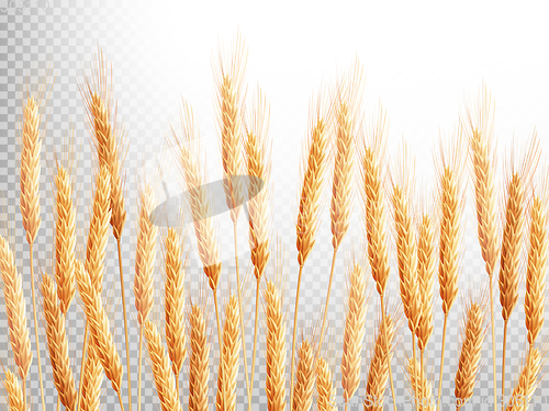 Image of Field of golden wheat. EPS 10