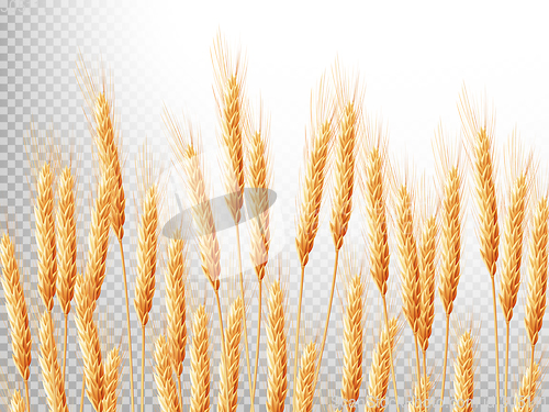 Image of Ears of wheat. EPS 10