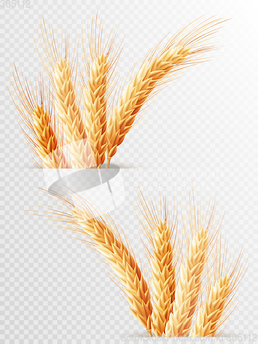 Image of Two Wheat ears isolated. EPS 10